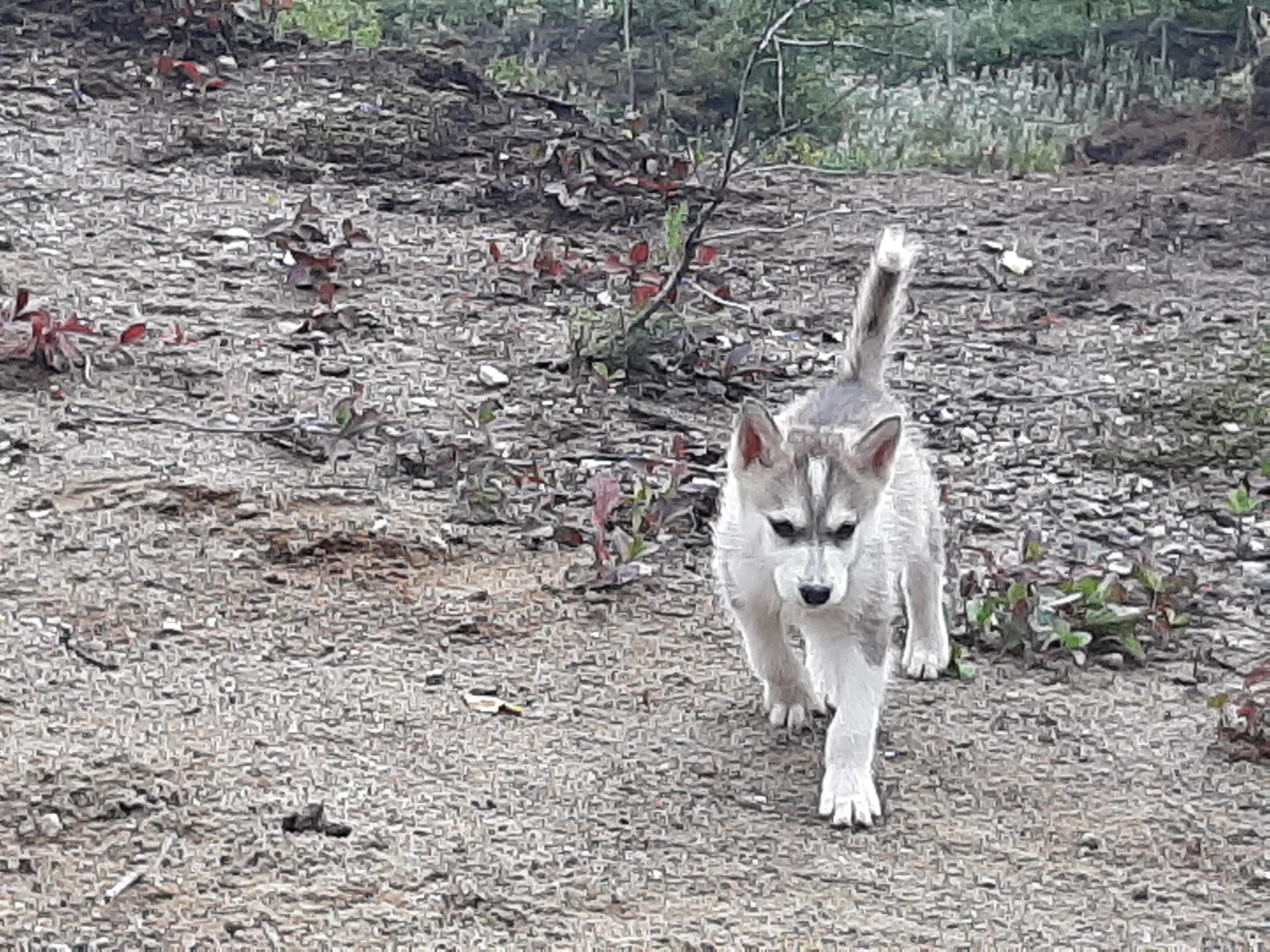 Chien-musher-36