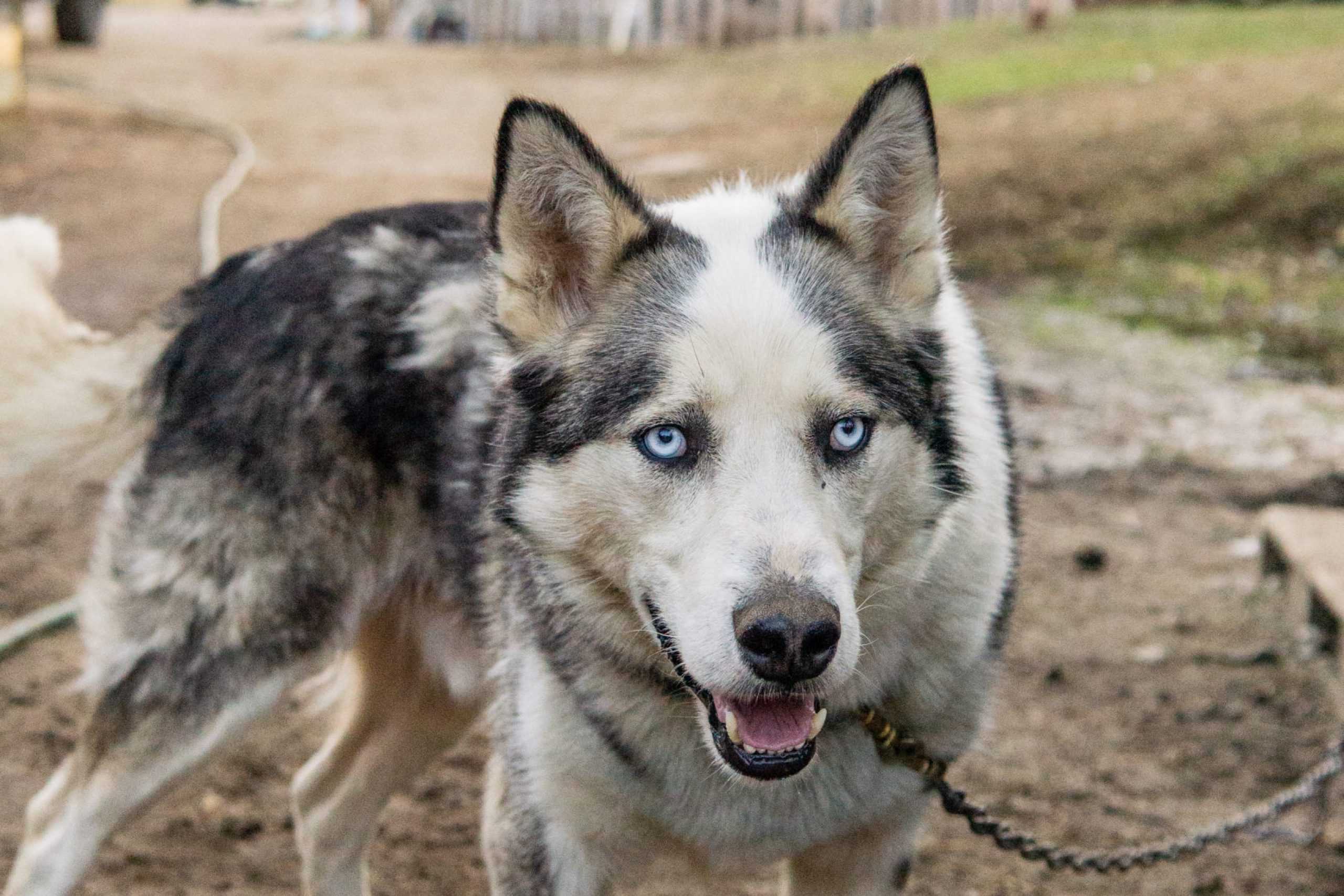 Chien-musher-2